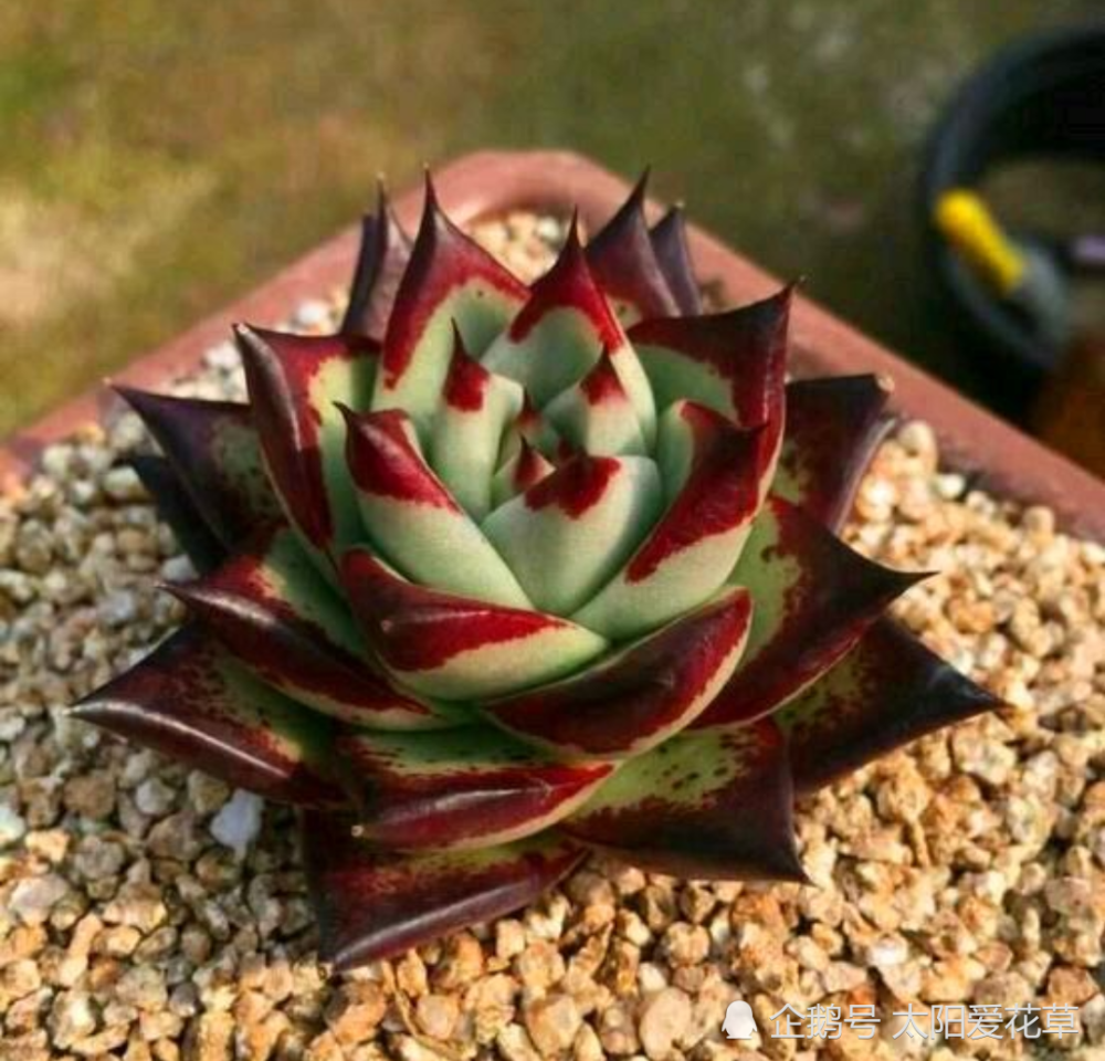 多肉乌木怎么养?掌握5个关键点,叶片肥美又霸气
