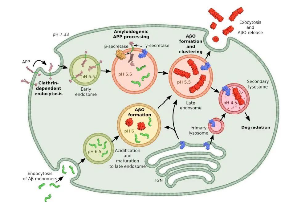 内吞体和溶酶体是细胞内影响 aβ组装的关键场所(图片来源:参考资料
