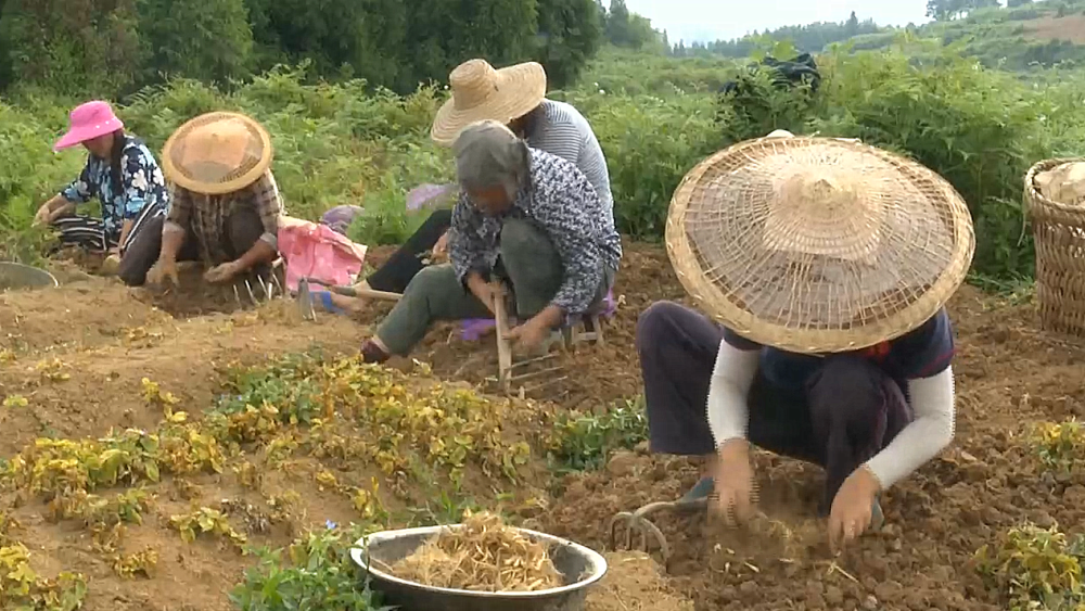 黔南瓮安:太子参采收忙 中药材产业旺_腾讯新闻