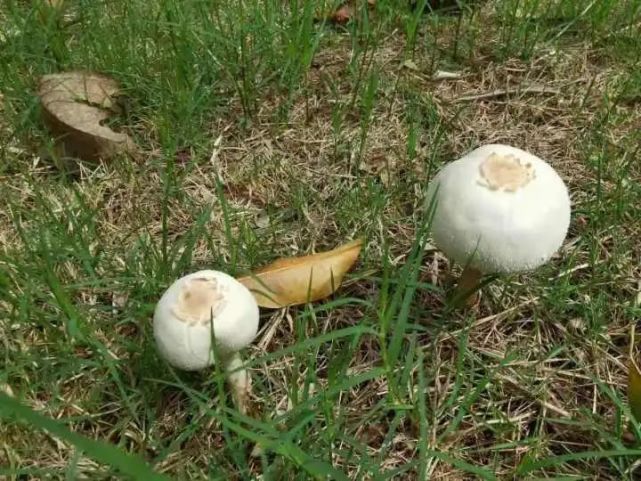 由于前段时间下雨,龙眼树周围的草地里长出了不少跟平菇一样的蘑菇