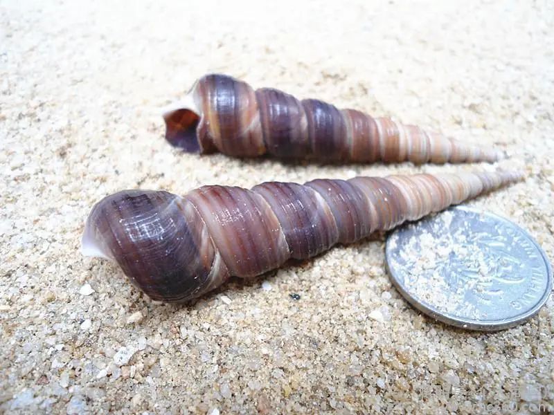 农田常见的一种螺,可别把它拿来食用,里面的虫子含有剧毒