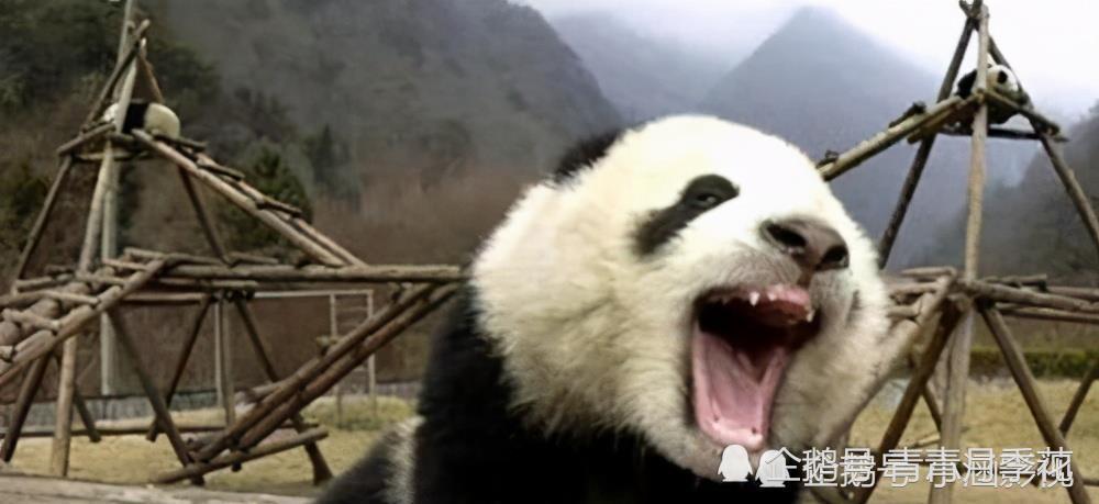 专家:看看大熊猫的祖先叫啥就明白了