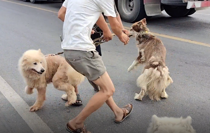 闻到狗肉笼的血腥味,阿拉斯加犬拖着主人就往马路中间跑