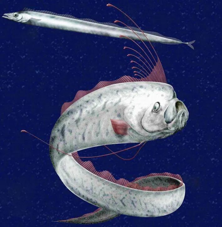 餐桌上常见的带鱼属于鲭形目带鱼科,而皇带鱼则是月鱼目.
