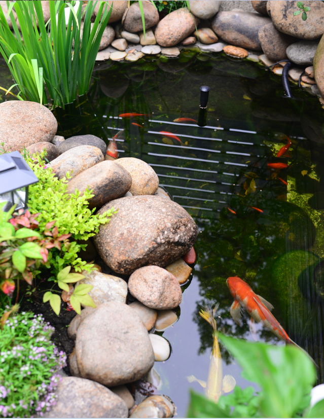 她花一万元在院子里建了个原生态鱼池太漂亮了