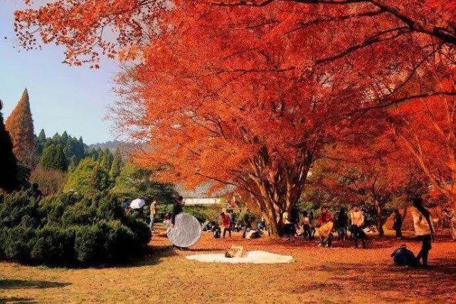 中国10大赏枫叶之地,枫林如火漫山红叶.