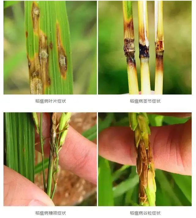 从实际使用看,三环唑是预防水稻稻瘟病的特效药,在稻瘟病病菌未侵入