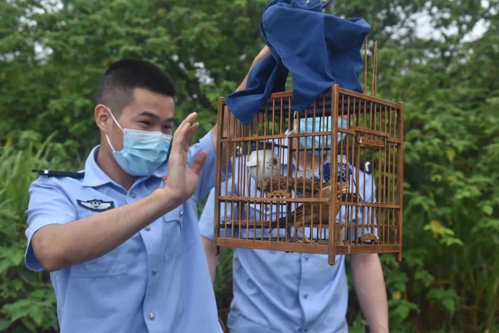 放生所有被捕鸟类 查扣的39只画眉,33只棕翅缘鸦雀,1只斑鸠已移交