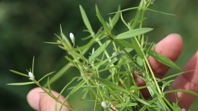 白花蛇舌草的功效与作用白花蛇舌草怎么食用