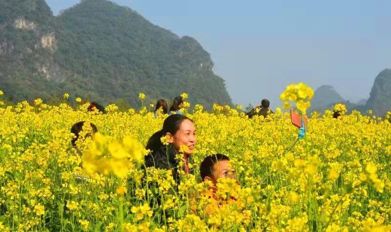 广州周边最早盛放的油菜花海!美过婺源,朋友圈最佳