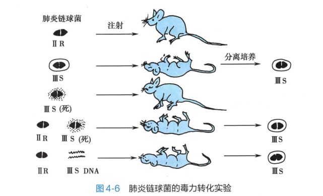 扒一扒细菌的转化|细菌|dna|肺炎链球菌