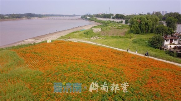 泉视界|百里黄河风景区再添"星空花海"新景点