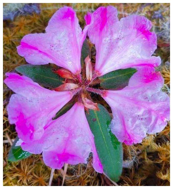 灭绝后再次"复活"!全球最珍贵的花在四川现世,全球仅此一株