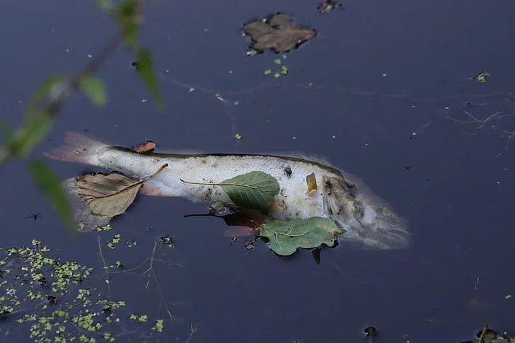 梦见在污水里捉很多快死的鱼，探索梦境背后的深层含义