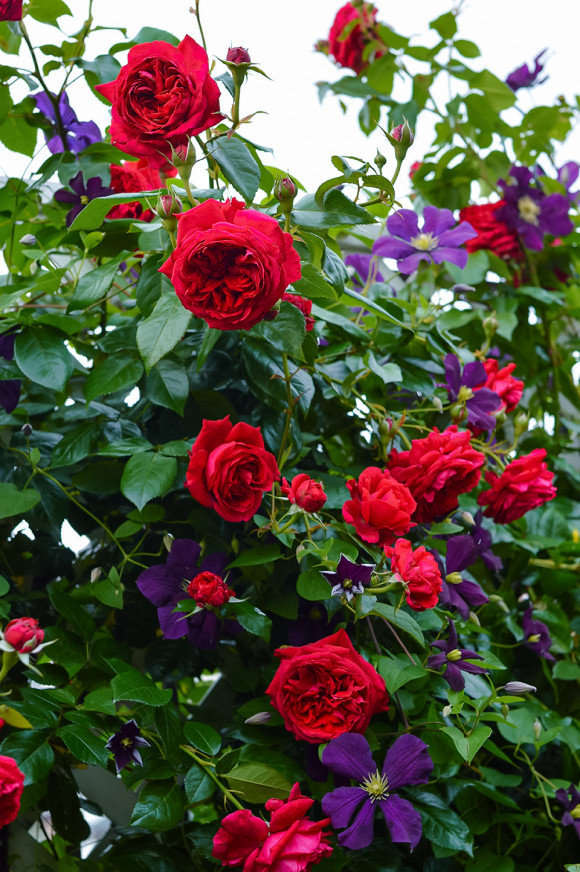 用花盆种植观赏也可以,甚至连市面上卖的"玫瑰花"都是月季