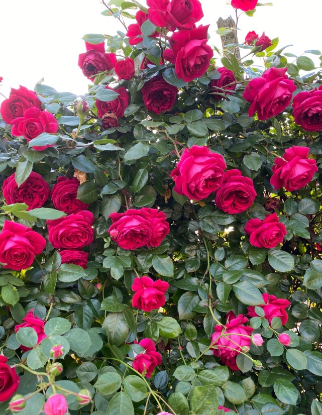 玫瑰国度的天使是真正意义上的"四季开花"的藤本月季花品种,不是只有