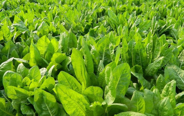 菊苣种植第二年就死苗?怎么种能长10年以上,高产栽培技术介绍