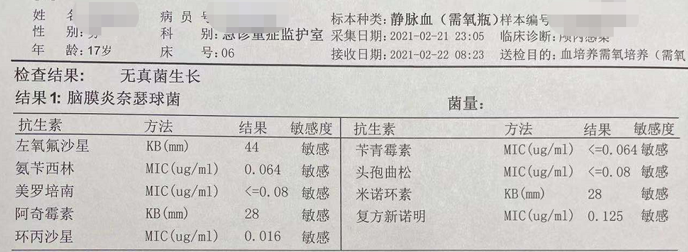 血培养(需氧瓶)脑膜炎奈瑟菌24h菌落