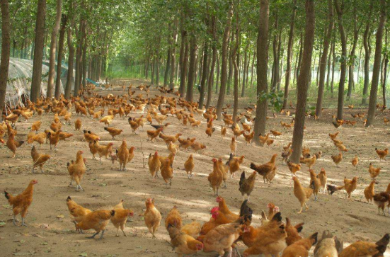 农村山上放养土鸡,为啥现在没人养也没人买了?看完心里有数了