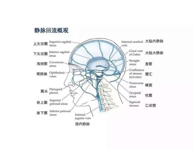 脑血管的构成4