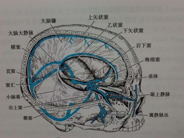 脑血管的构成4