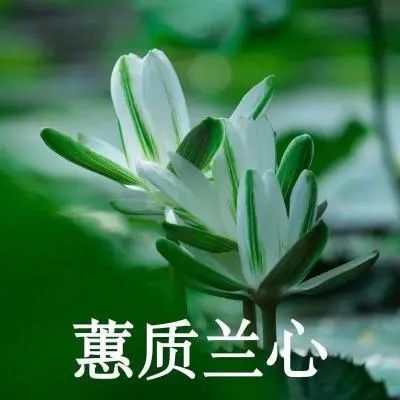 头像老人微信头像适合父母长辈专用头像图片第288期