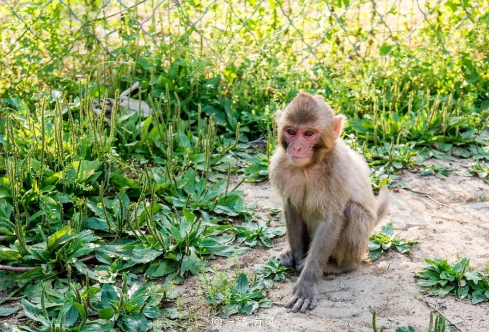 植物园怎么走（仙湖植物园怎么走）