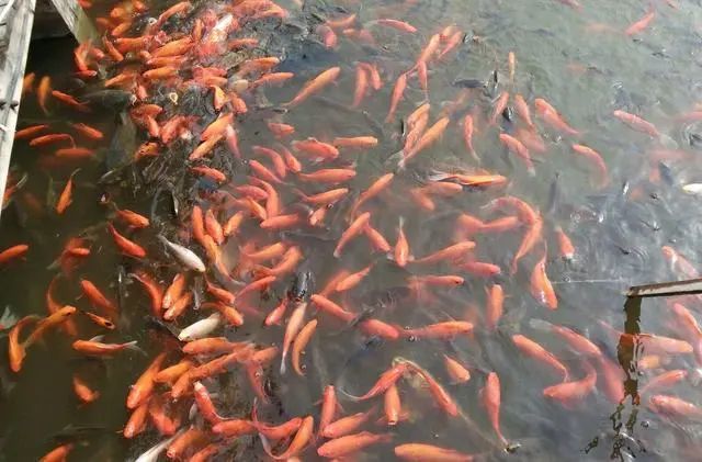 植物园怎么走（仙湖植物园怎么走）