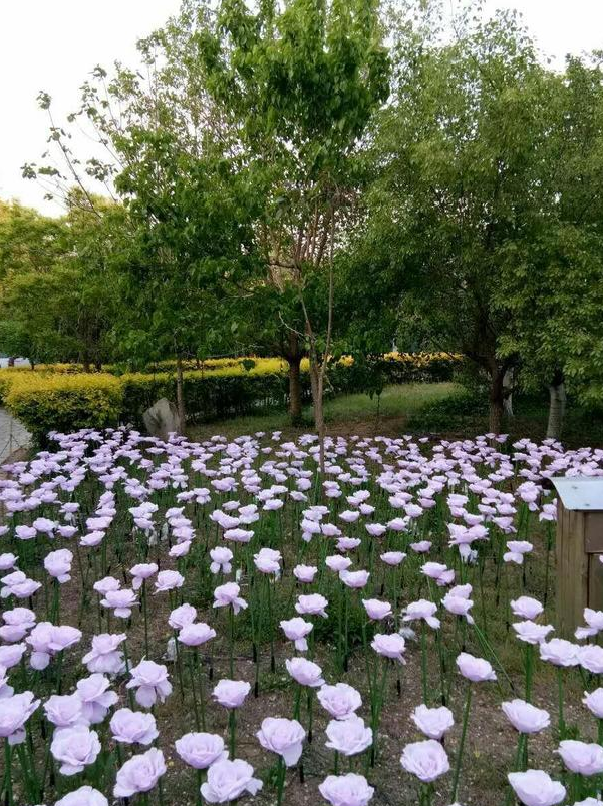 植物园怎么走（仙湖植物园怎么走）