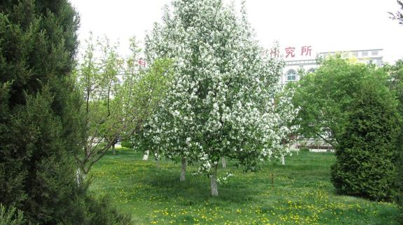 植物园怎么走（仙湖植物园怎么走）