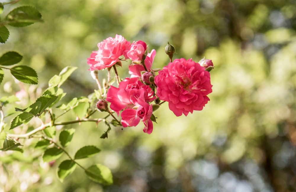 植物园怎么走（仙湖植物园怎么走）