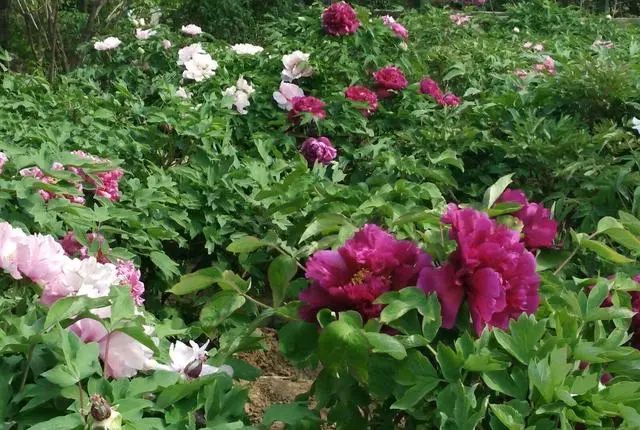 植物园怎么走（仙湖植物园怎么走）