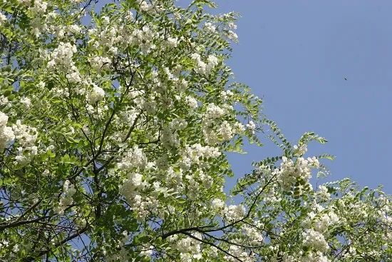 植物园怎么走（仙湖植物园怎么走）