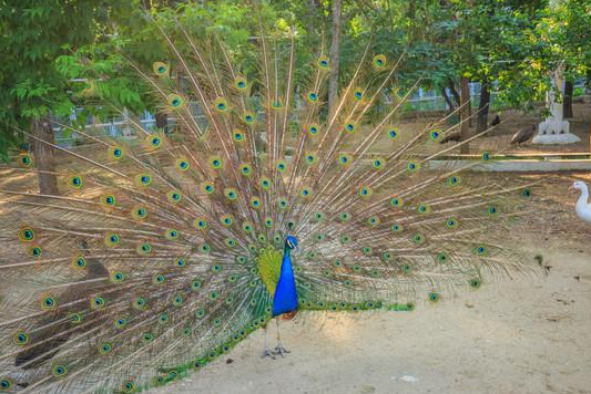 植物园怎么走（仙湖植物园怎么走）