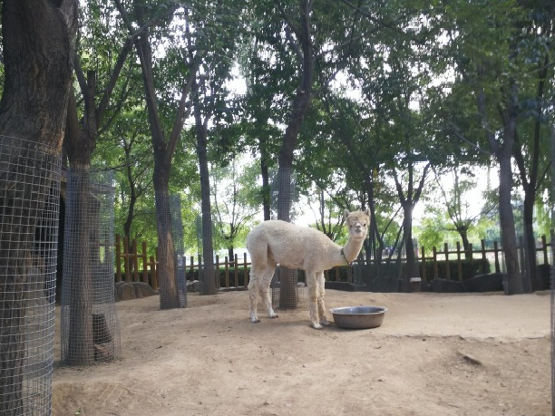 植物园怎么走（仙湖植物园怎么走）