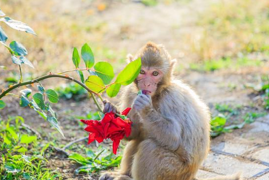 植物园怎么走（仙湖植物园怎么走）