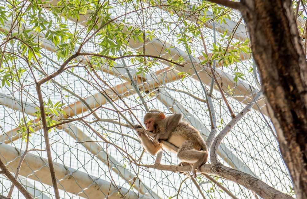 植物园怎么走（仙湖植物园怎么走）