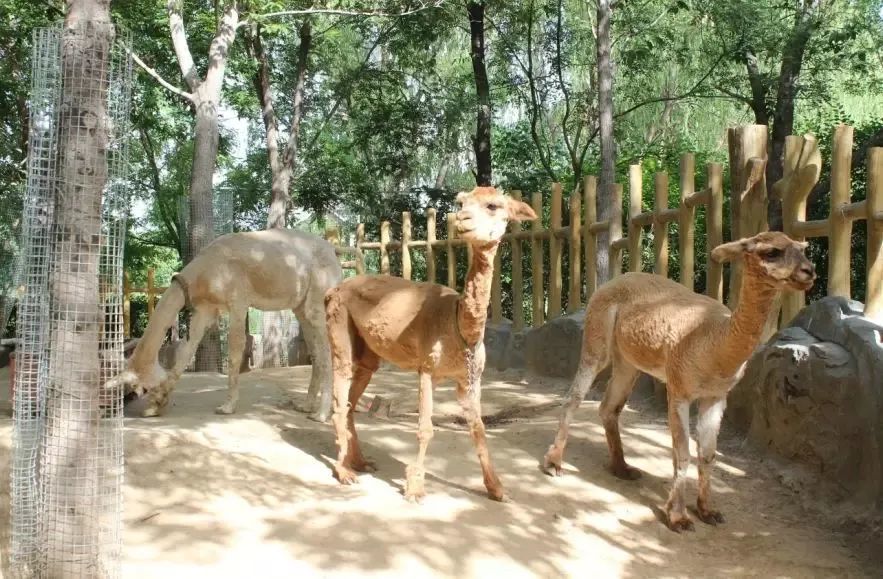 植物园怎么走（仙湖植物园怎么走）
