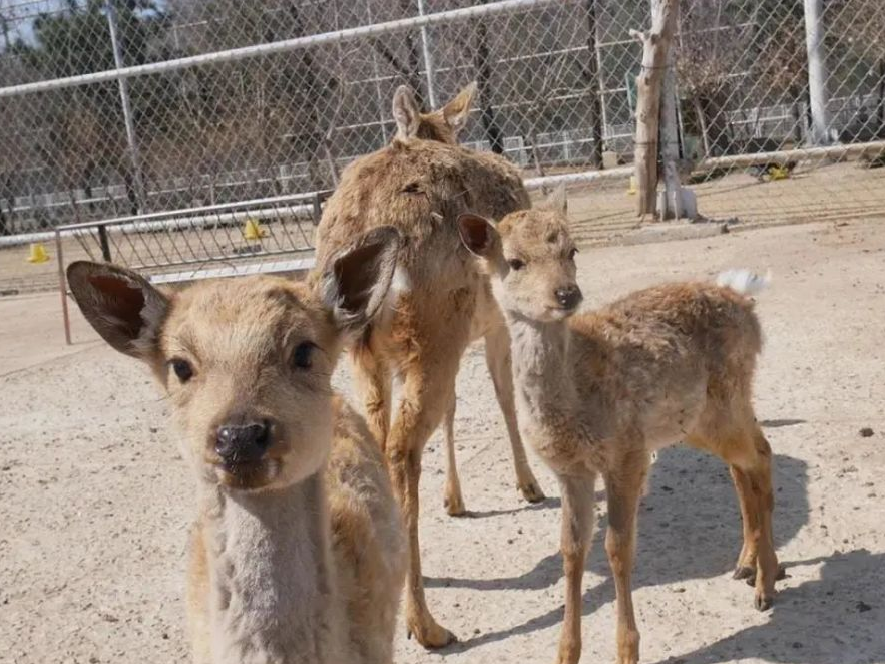 植物园怎么走（仙湖植物园怎么走）