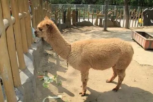 植物园怎么走（仙湖植物园怎么走）