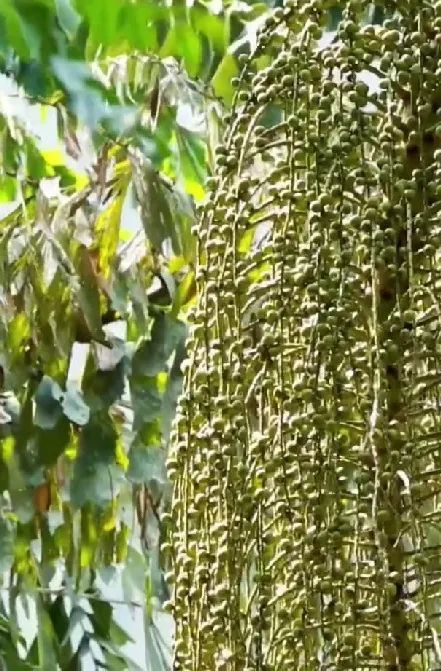 cop15最临沧丨原始之美——董棕林