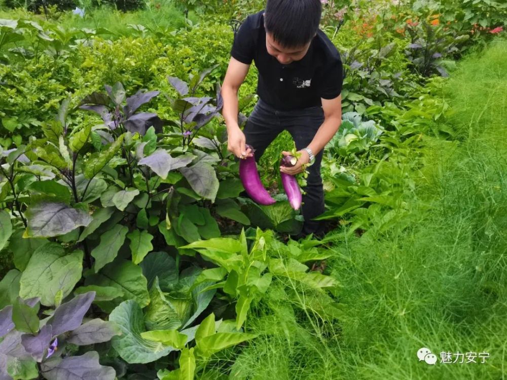 乡村振兴禄脿这个菜园子点亮乡村振兴梦