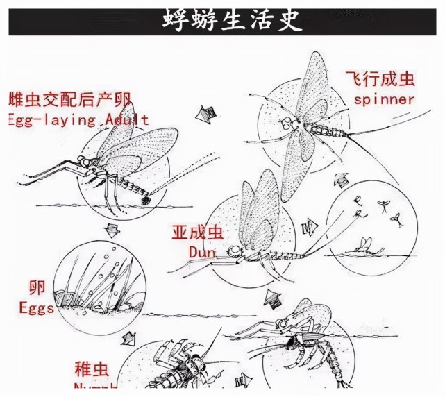 遮天蔽日,河南一镇现大量蜉蝣,突然出现又一夜死亡