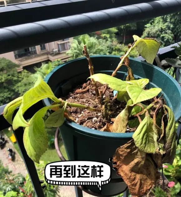 绣球花养着养着,叶子都枯黄了,拯救病态绣球,低端错误不要犯