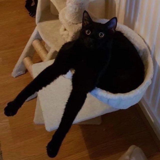 绝对不能错过的小黑猫可爱表情包