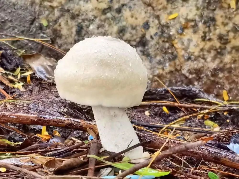 名)难抵舌尖上的诱惑,在山上采摘 一种灰白色,平底长蒂的野生蘑菇食用