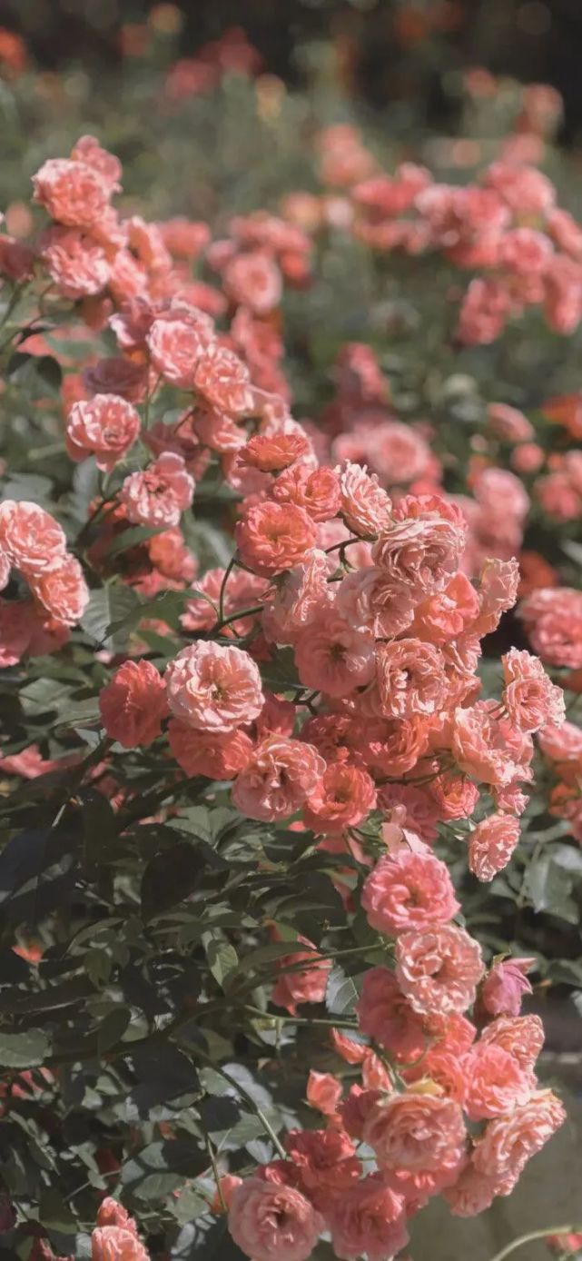 锁屏壁纸 鲜花永远浪漫