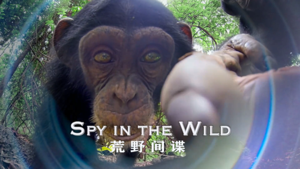 bbc巨作—纪录片《荒野间谍(spy in the wild 未来!真的!非!常!