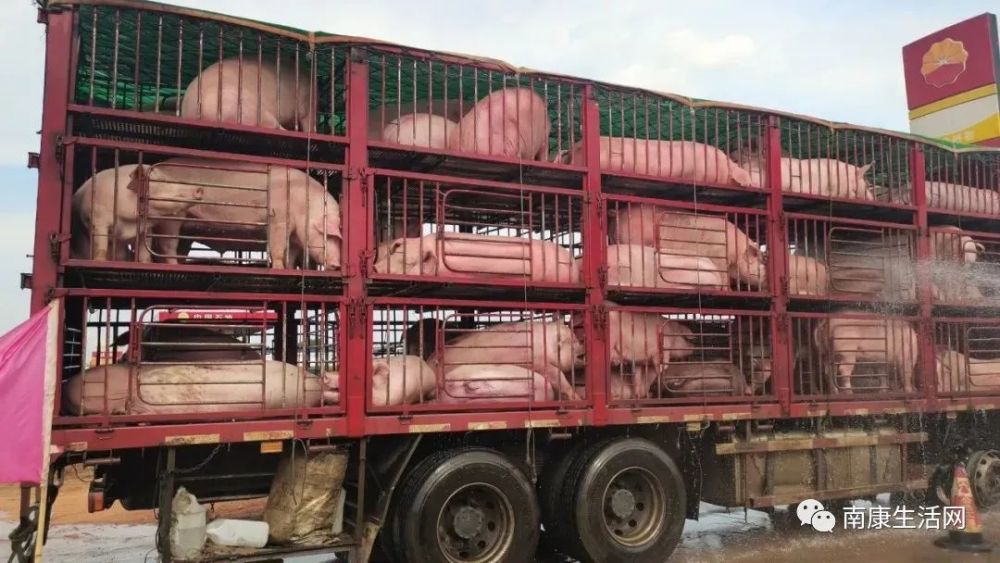 价值几十万南康高速上一货车80只猪出现中暑死亡现象司机紧急报警