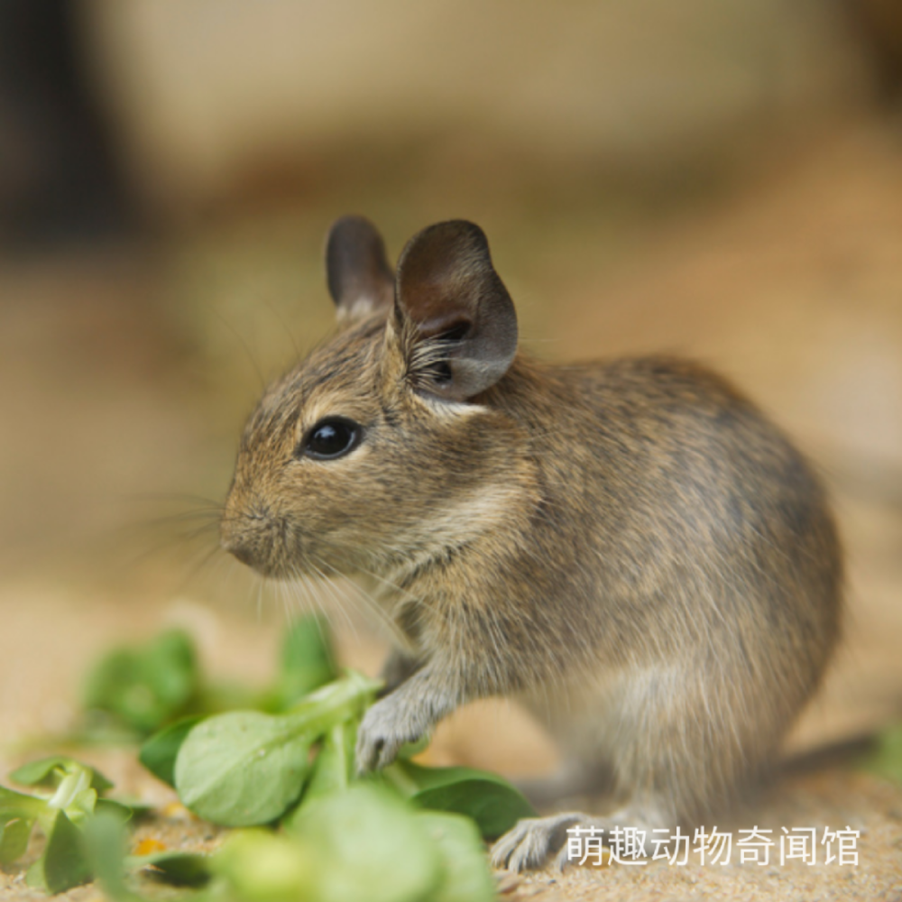 稀有萌宠八齿鼠:小身体也有大需求